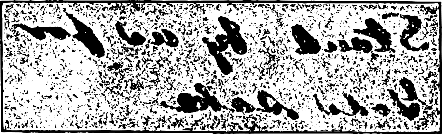 The strip of blotting-paper