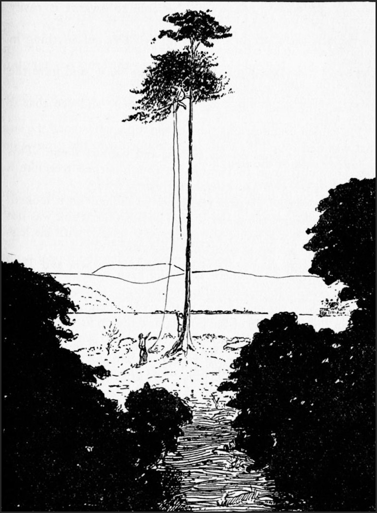 THE LIGHTHOUSE TREE