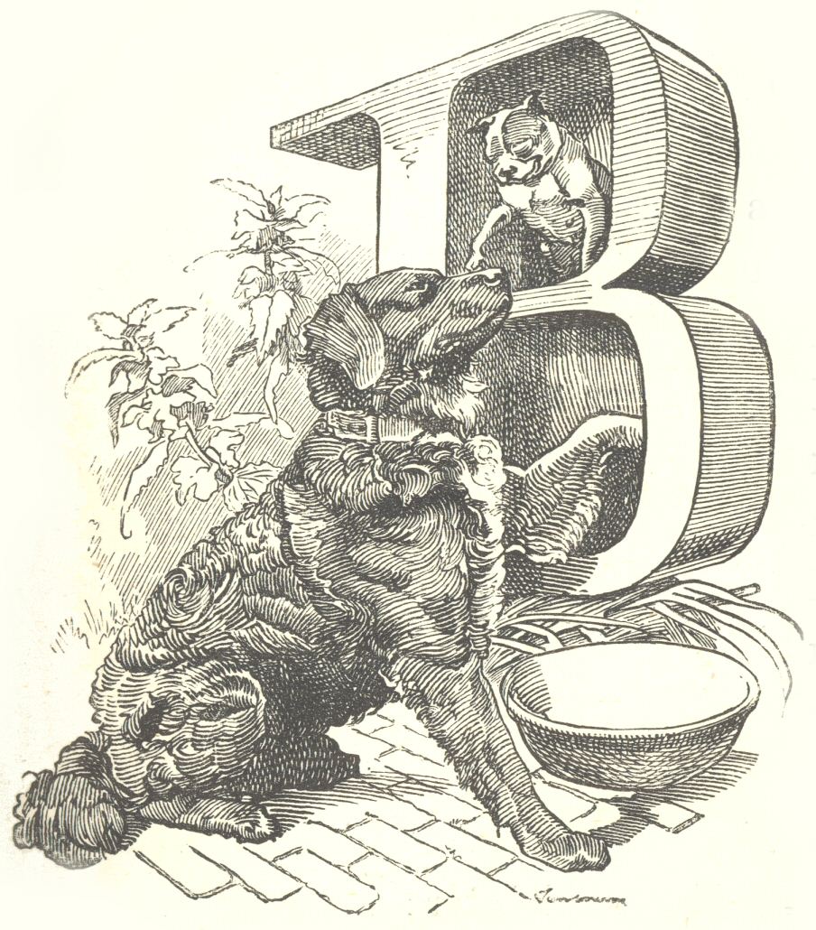 Dog and cat