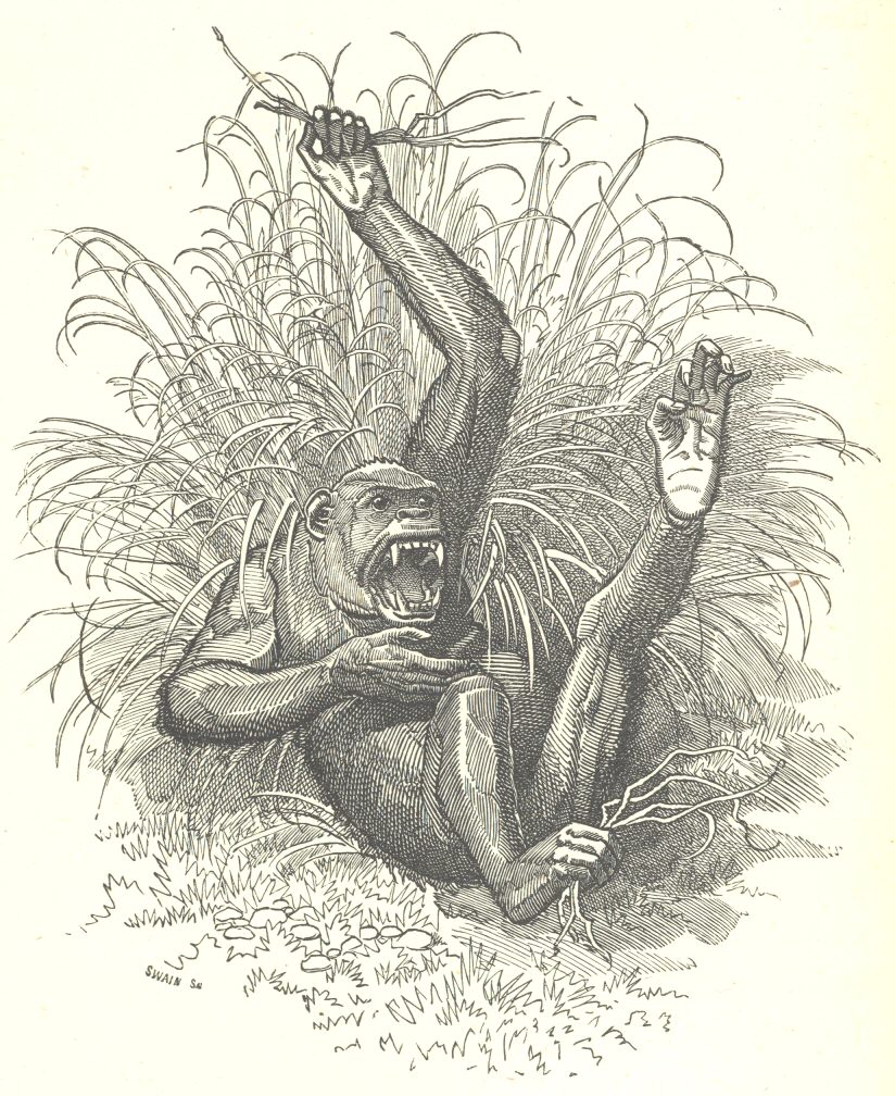 Ape