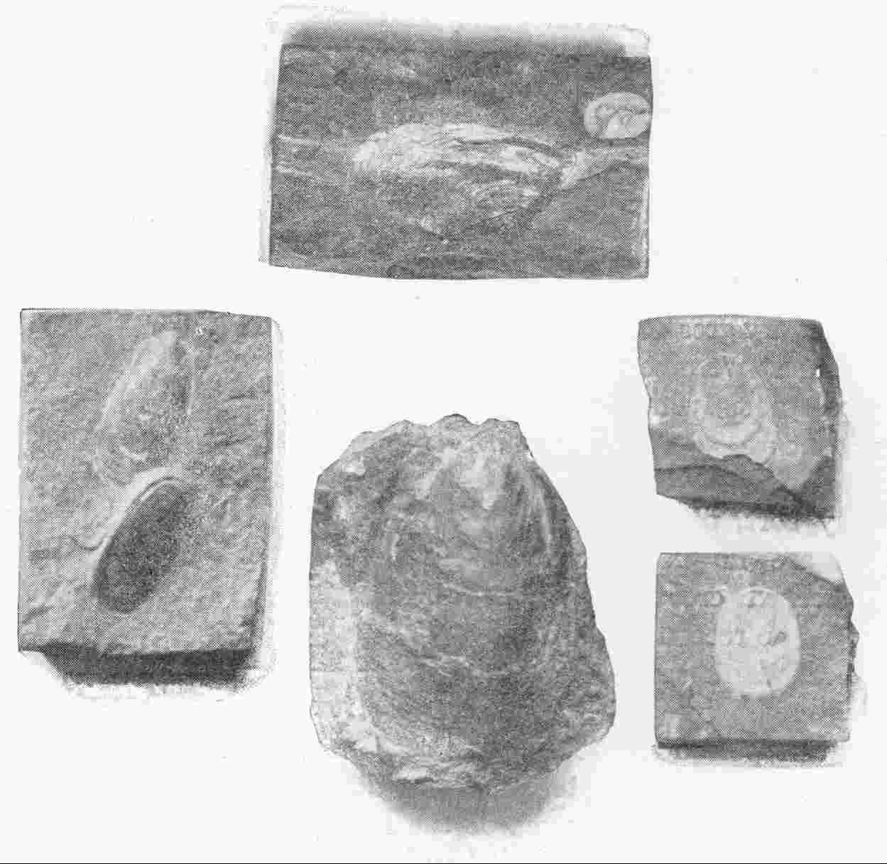 EARLY PALÆOLITHIC FOSSILS OF VARIOUS SPECIES OF LINGULA