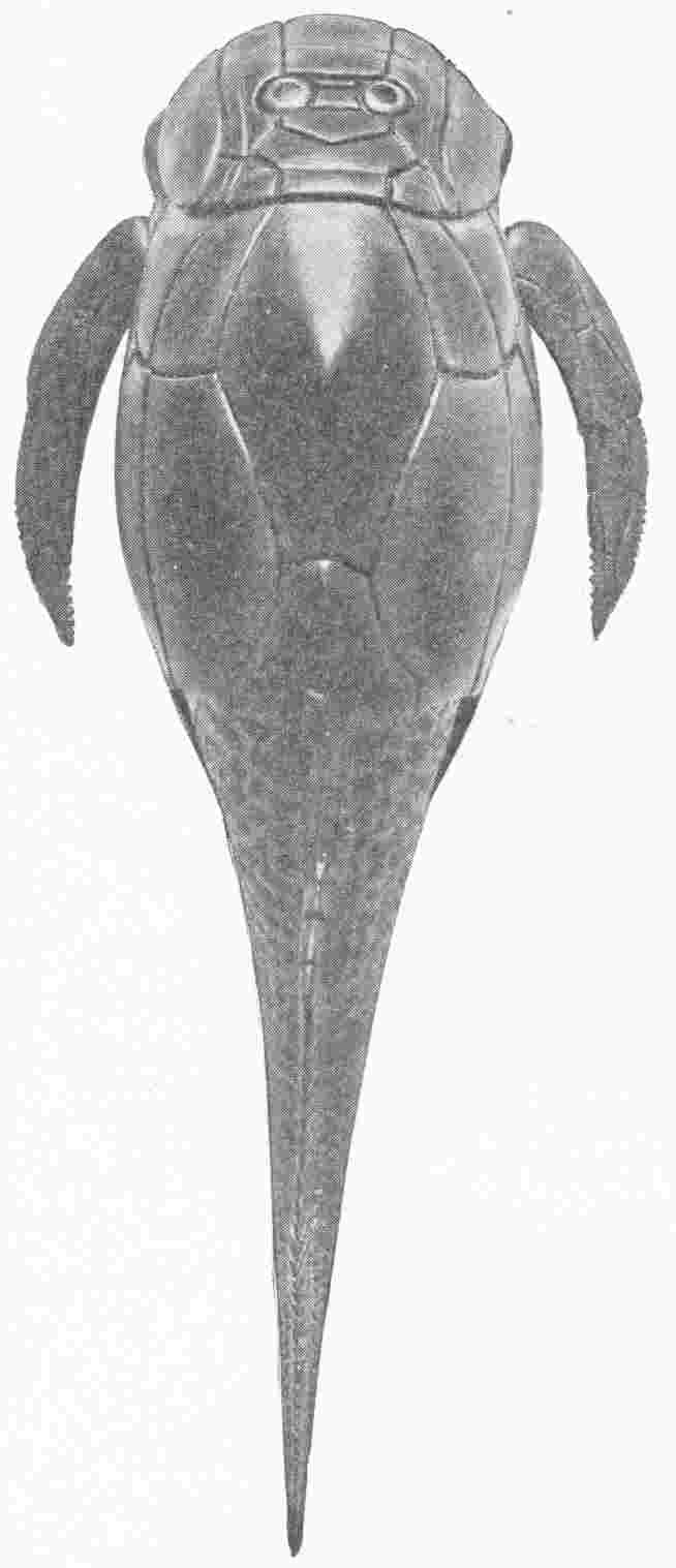 SPECIMEN OF THE PTERICHTHYS MILLERI OR SEA SCORPION SHOWING BODY ARMOUR