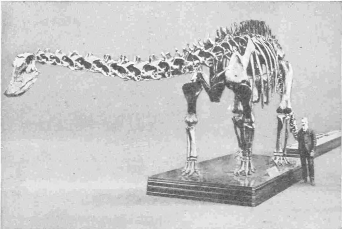 A BIG SWAMP-INHABITING DINOSAUR, THE DIPLODOCUS, OVER EIGHTY FEET FROM SNOUT TO TAIL-TIP