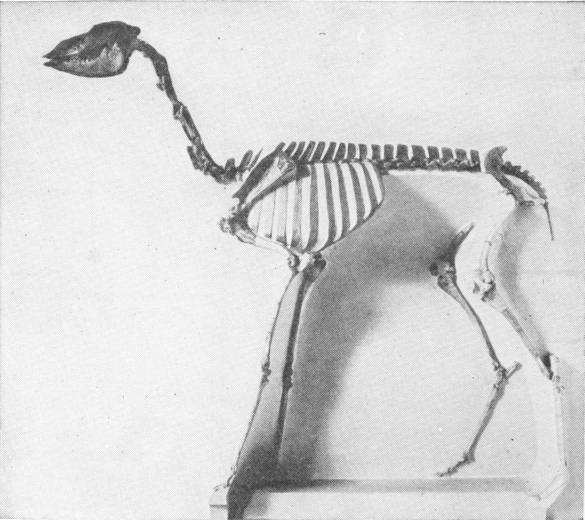 STENOMYLUS HITCHCOCKI\--A GIRAFFE-CAMEL
