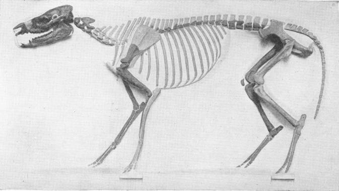 SKELETON OF PROTOHIPPUS VENTICOLUS---EARLY HORSE