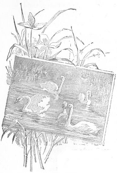 Swans