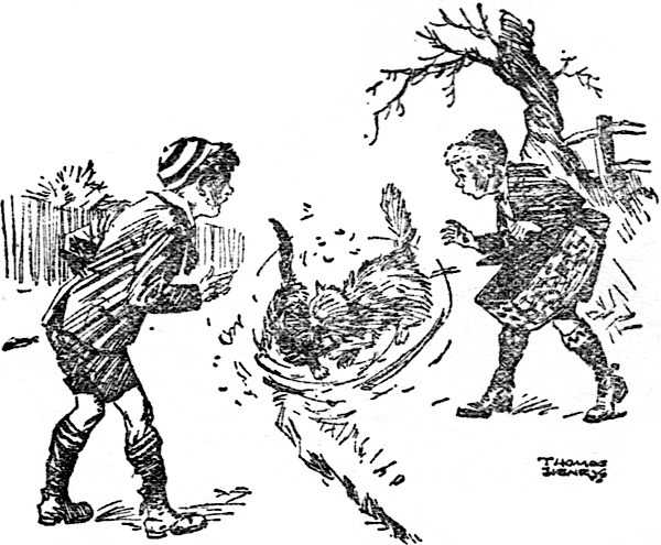 THE WHITE CAT RAN SUDDENLY INTO A TABBY CAT WITH A BROKEN EAR. THERE WAS A WHIRL OF FURY. 