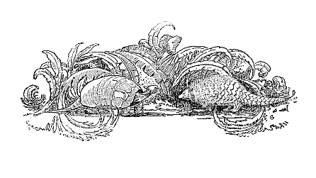 Turtle and armadillo