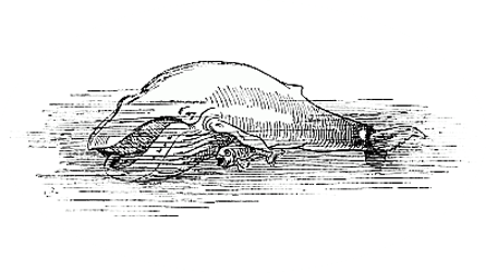 Whale